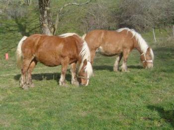 musee-du-cheval