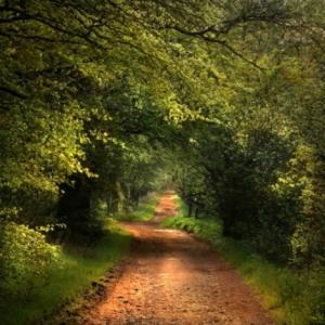promenade-dans-la-foret promenade-dans-la-foret