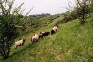 le-coteau-de-la-bandonniere