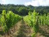 vignoble-et-jardin-des-roises