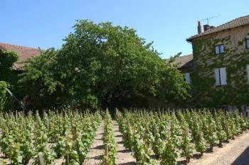 le-hameau-du-vin