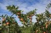 les-jardins-fruitiers-de-laquenexy