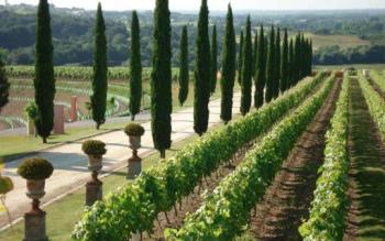 visite-guidee-d-un-domaine-viticole