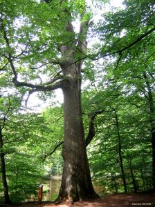 la-foret-de-troncais la-foret-de-troncais