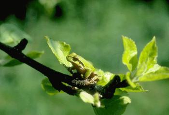 decouvrez-la-faune-et-la-flore-locales decouvrez-la-faune-et-la-flore-locales