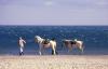 les-beautes-de-la-camargue les-beautes-de-la-camargue
