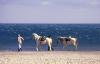 les-beautes-de-la-camargue