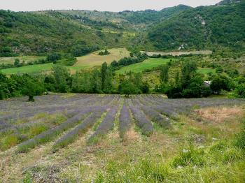 les-dentelles-de-montmirail