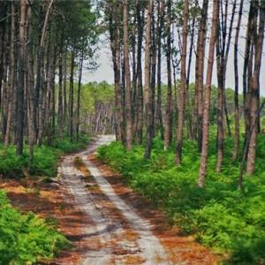 la-foret-des-landes