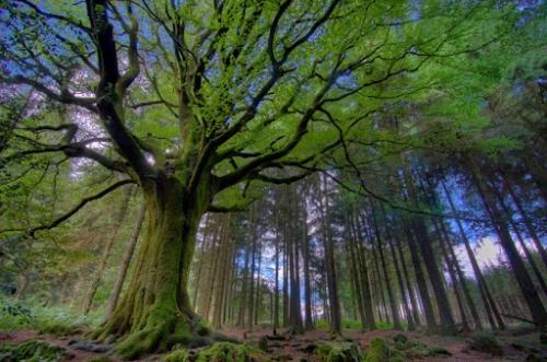 a-la-poursuite-de-la-decouverte-de-broceliande