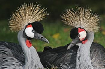 le-parc-des-oiseaux