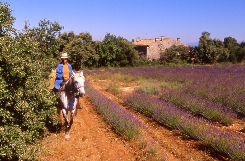 les-randonnees-a-cheval-en-provence