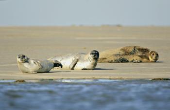 les-phoques-en-baie-de-somme