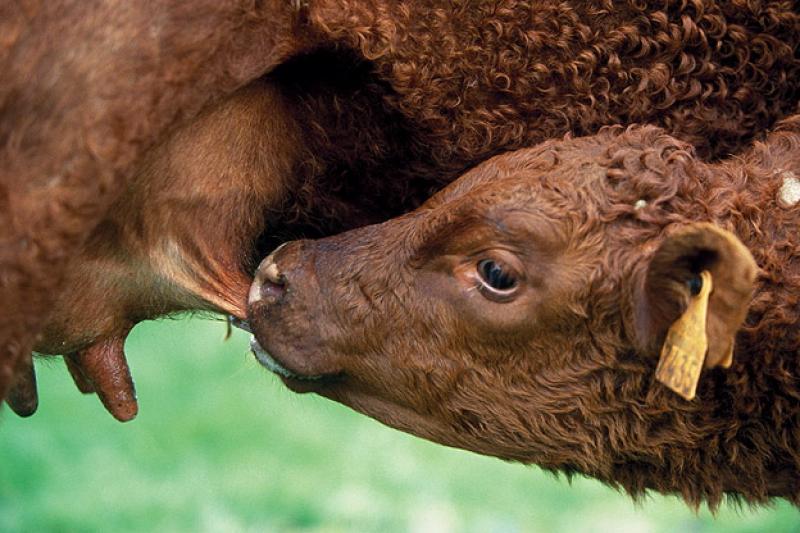 visite-a-la-ferme-en-pays-gentiane