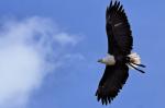 ecoparc-du-rocher-des-aigles