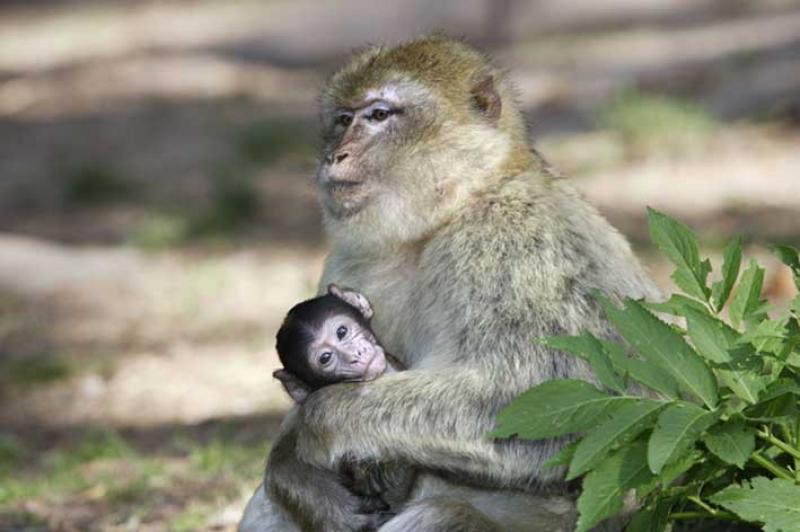 la-foret-des-singes