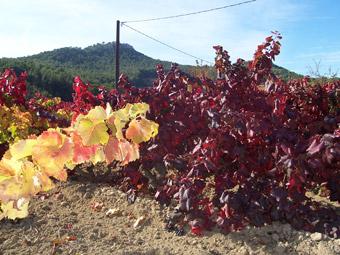 le-sentier-des-vignes