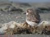 nature-et-oiseaux-de-la-baie