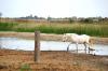 journee-camarguaise-visite-d-une-manade-au-coeur-de-la-camargue