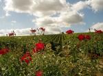 vignobles-de-sancerre