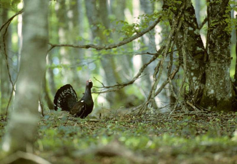 le-mont-valier-et-sa-reserve-domaniale