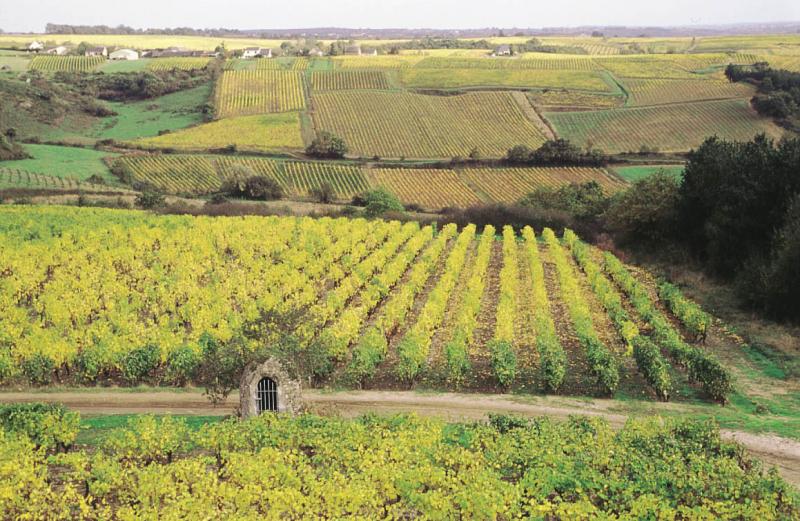 decouverte-du-vignoble decouverte-du-vignoble