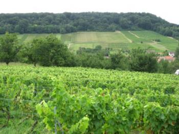 le-vignoble-de-toul