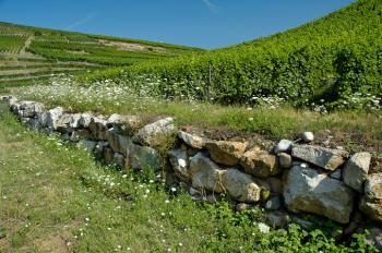 decouvrir-le-sentier-viticole