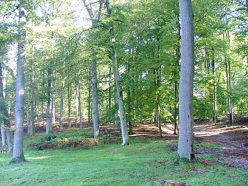 decouvrir-la-foret-de-retz decouvrir-la-foret-de-retz